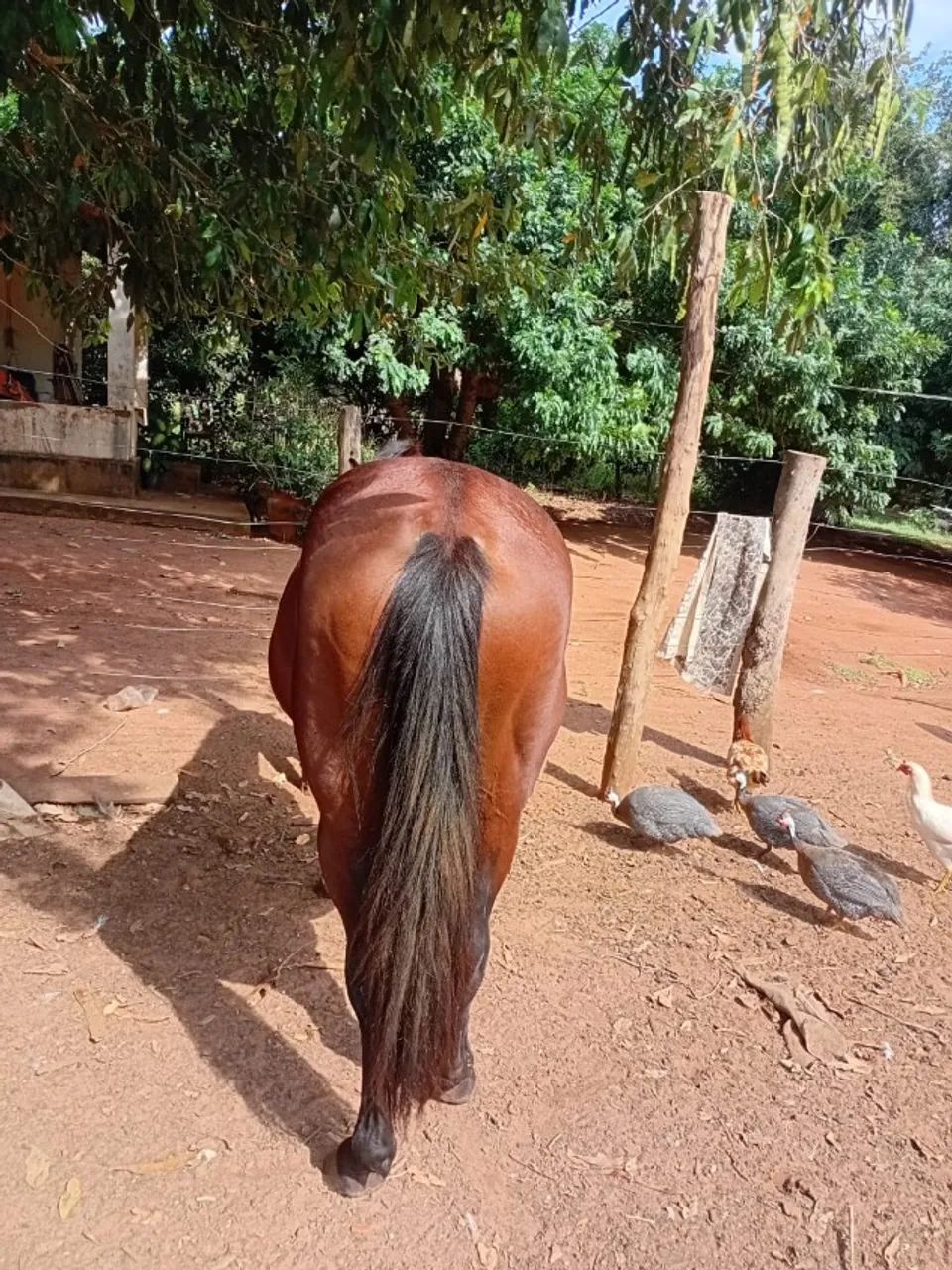 cavalo - Foto 3