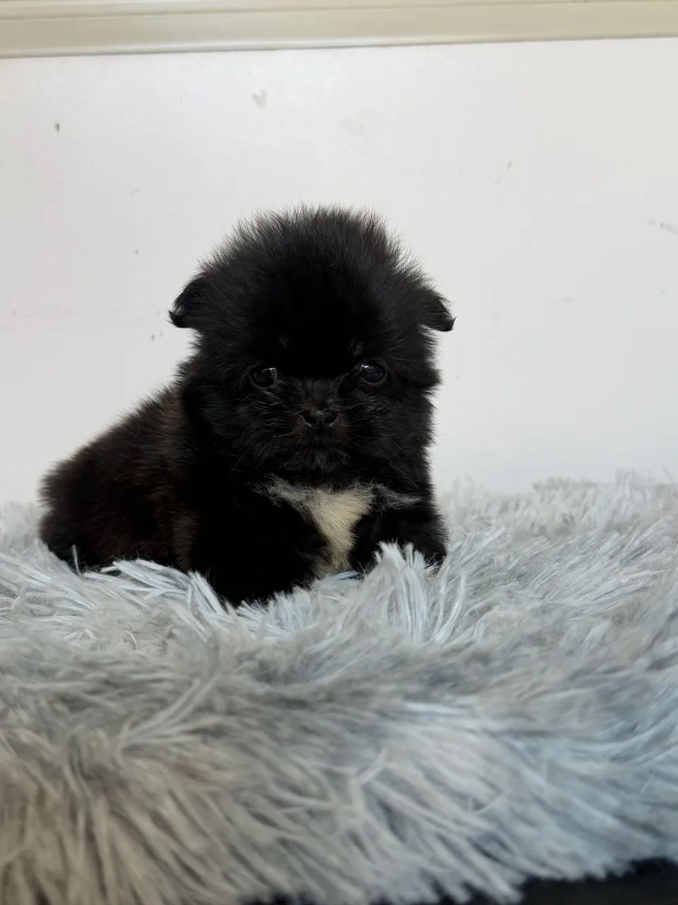 Shitzu  - Foto 3