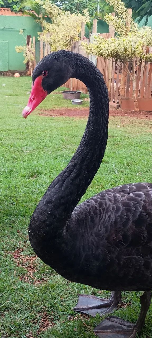 Cisne Negro  - Foto 2