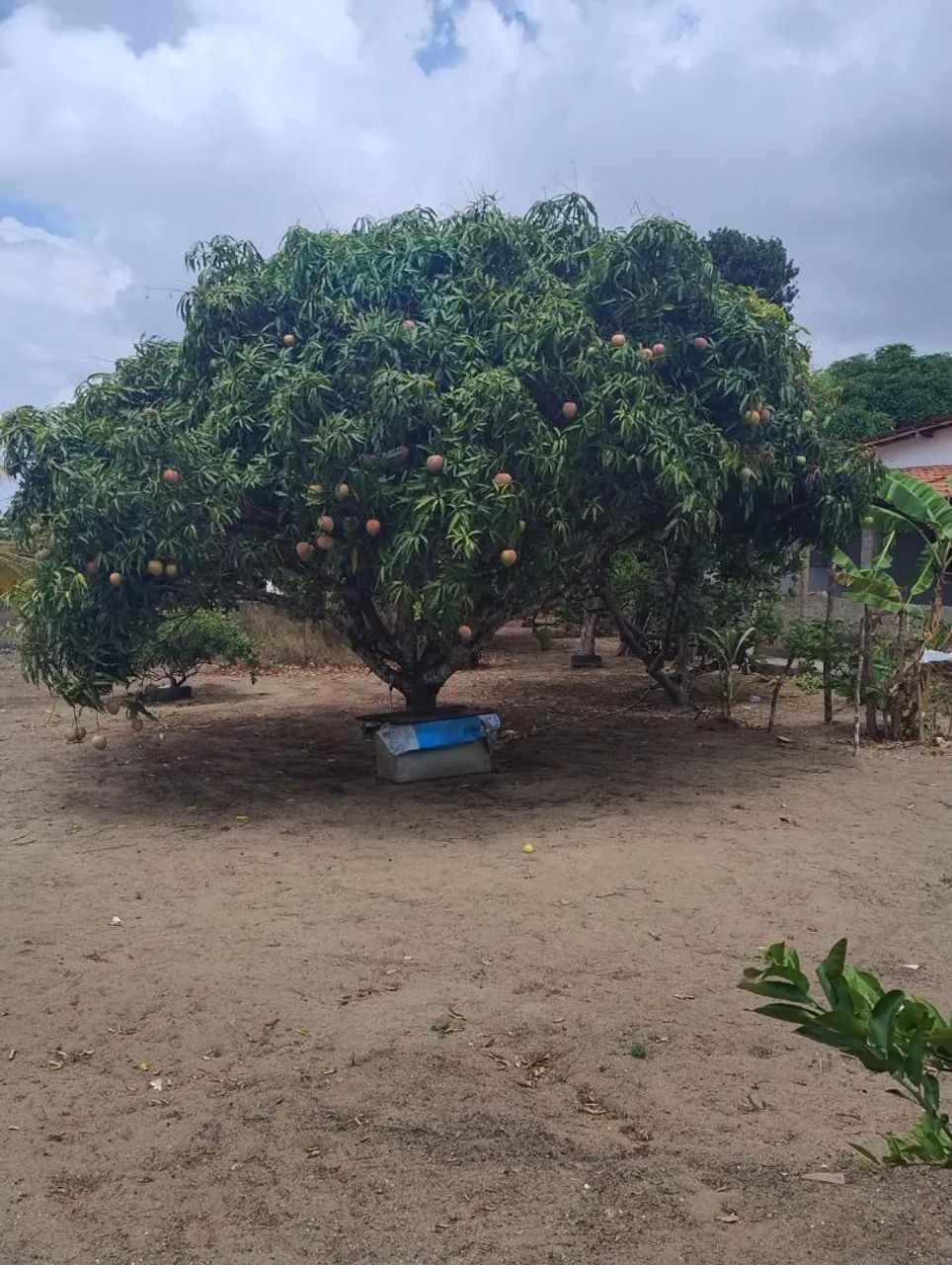 Terreno em Paudalho - Foto 3