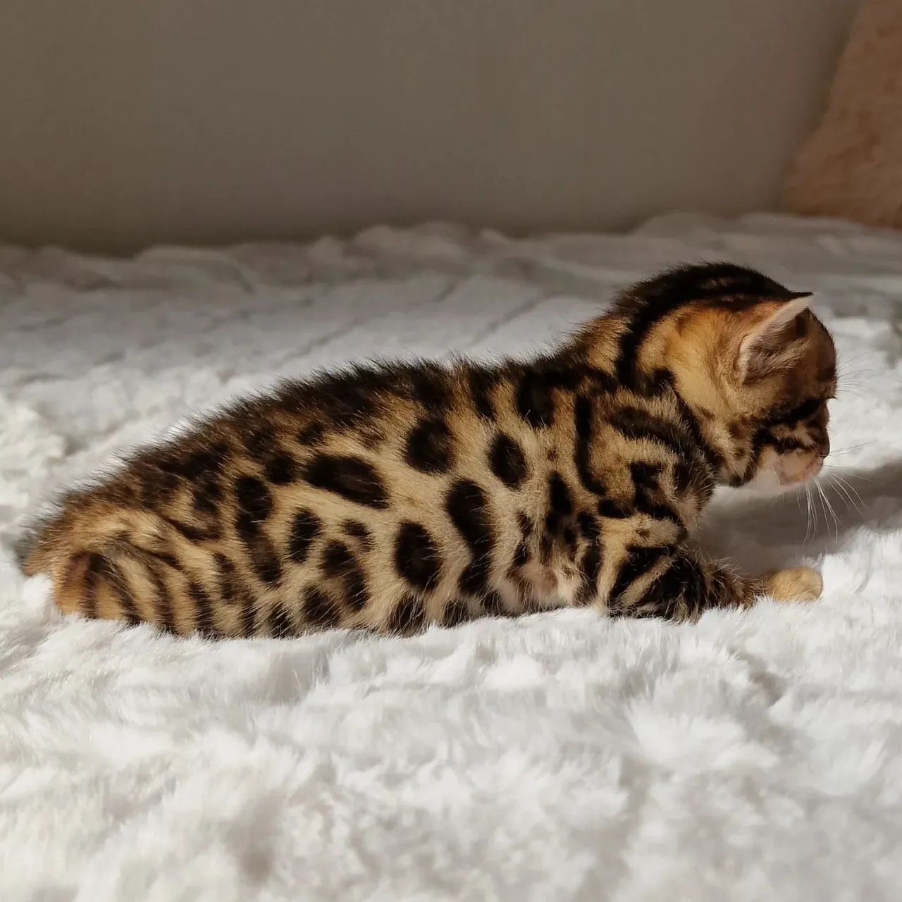 Bengal Cat - FILHOTES  - Foto 4