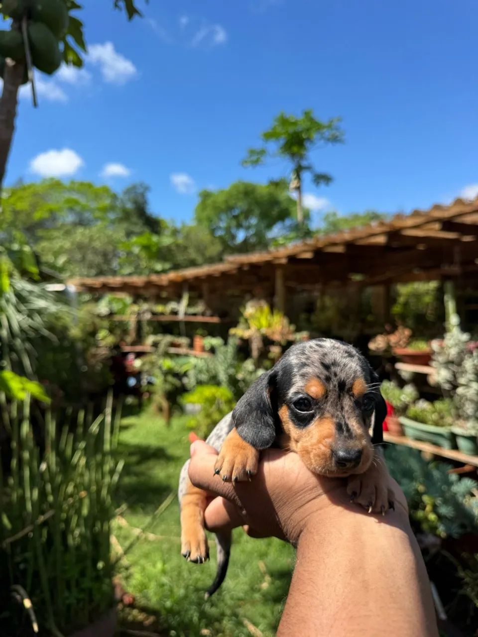 Lindos bebês de Teckel 