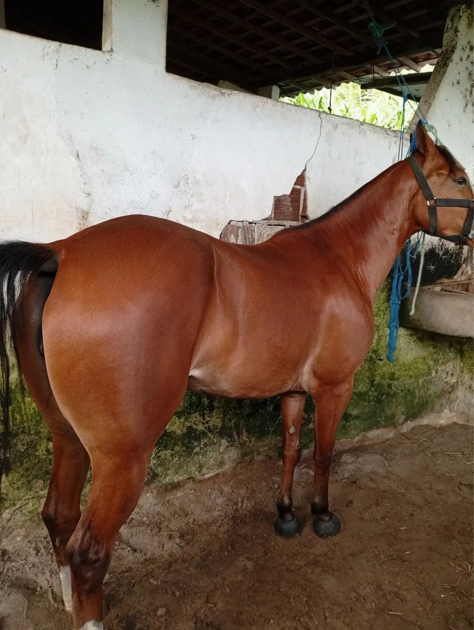 Vende se égua  - Foto 6