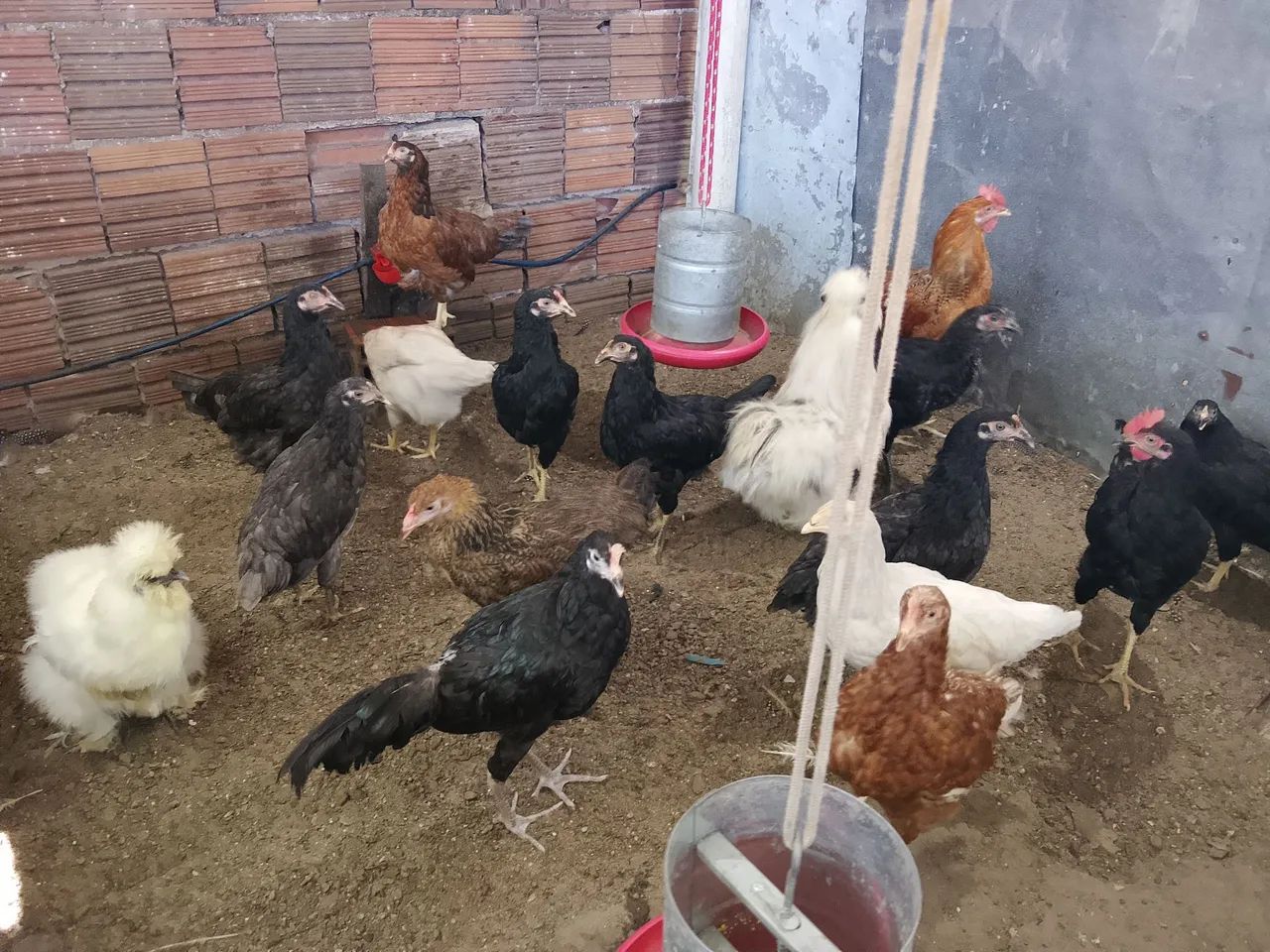 Franguinhas GLC - Foto 4