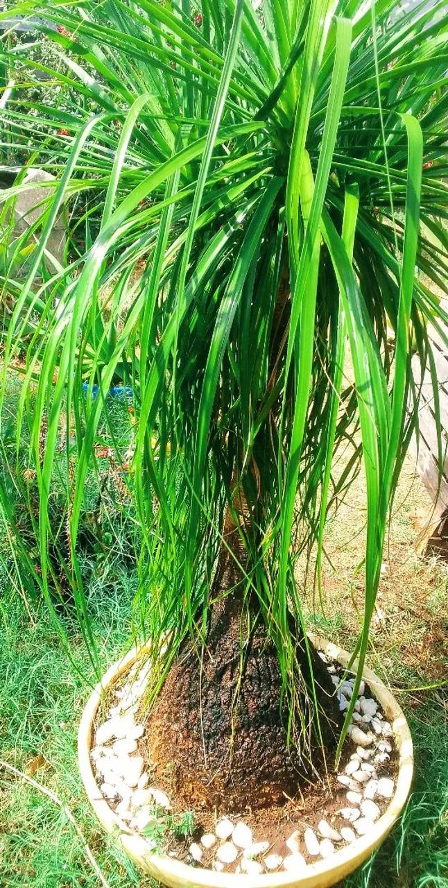 Planta - Foto 2