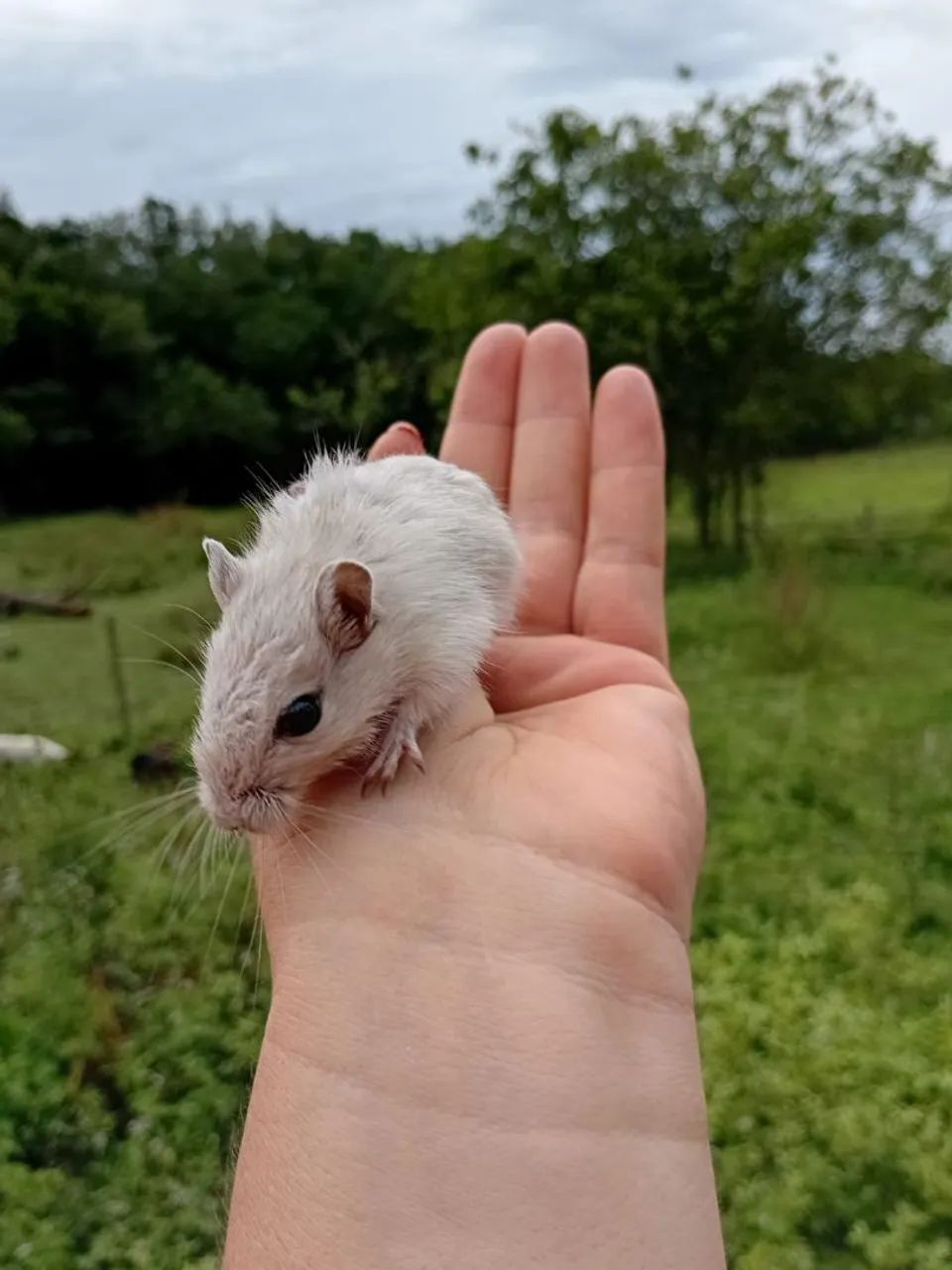 Lindos filhotes de gerbils - Foto 5