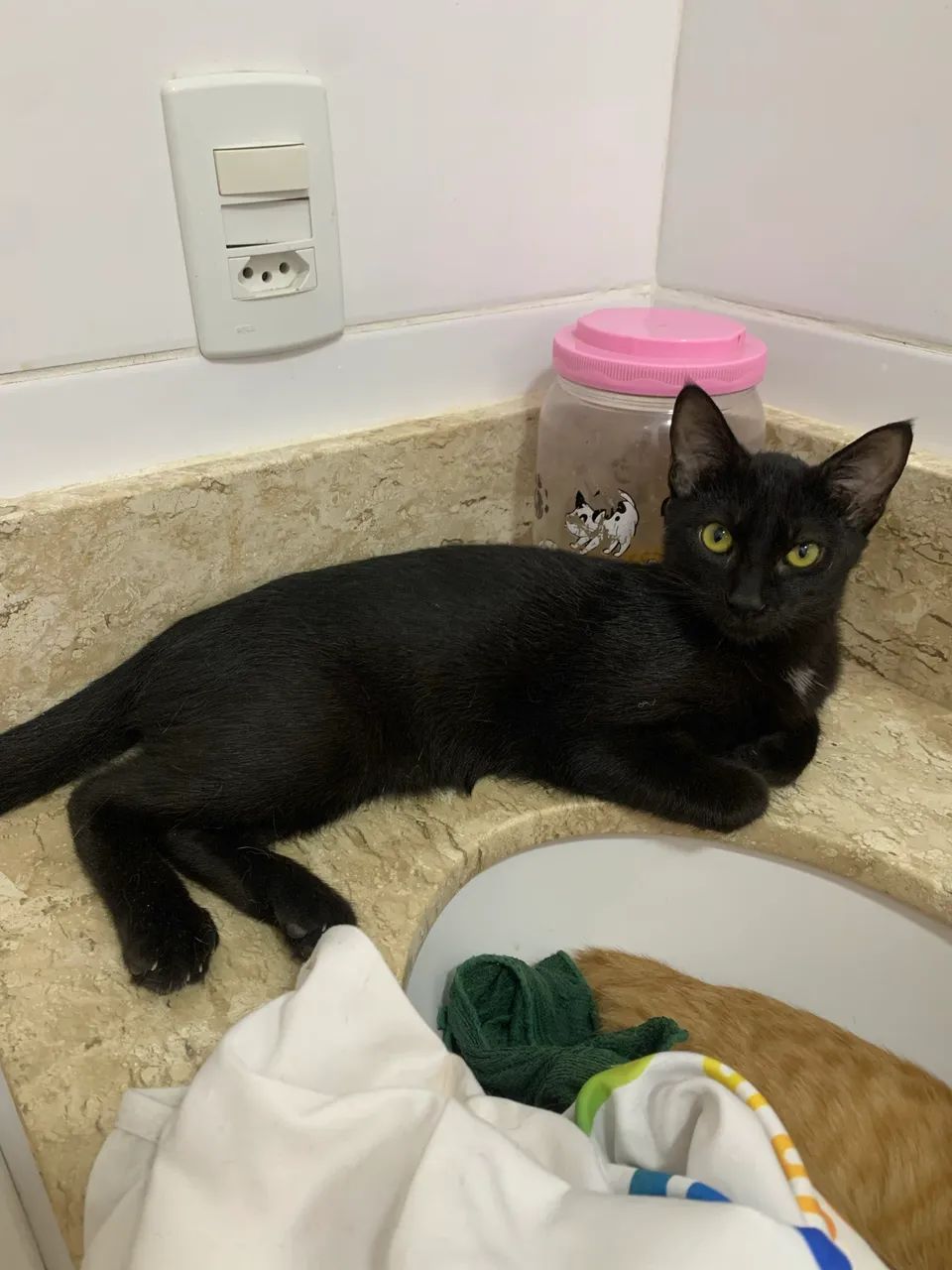 Lindos gatinhos  - Foto 4