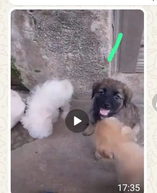 Doação de cachorrinhos  - Foto 3