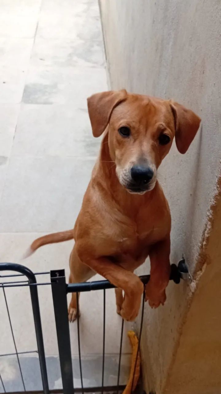 Doação de cachorro 