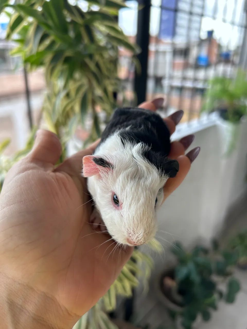 Porquinho da índia portador - Foto 3