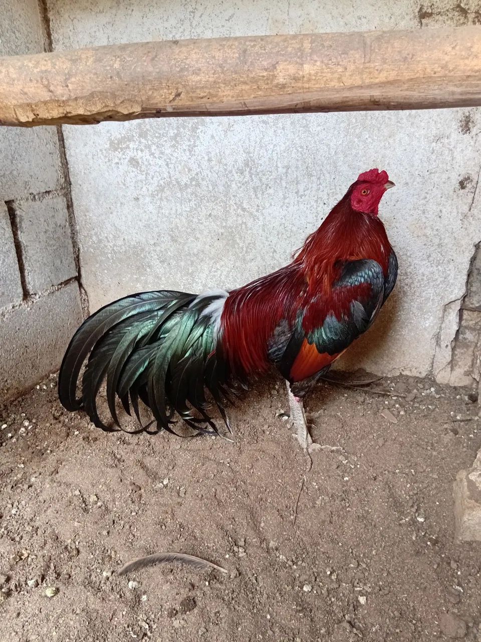 Casal fenix com indio.  - Foto 2