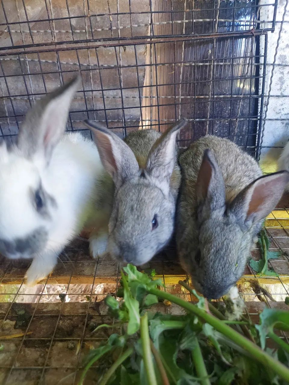 Coelhos - Foto 5