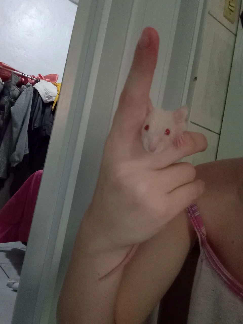 Ratos Twister filhotes e dosmeticos  - Foto 3