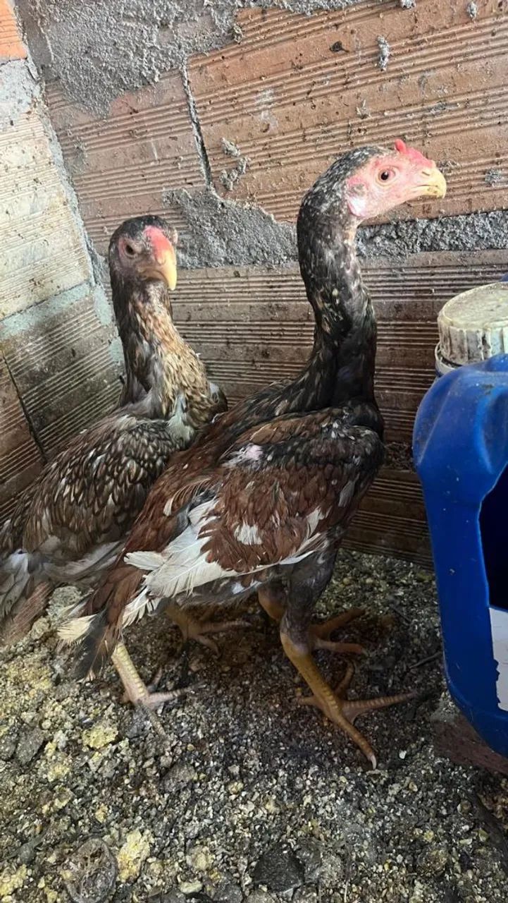 Frangas e frangos indios.puros... - Foto 5