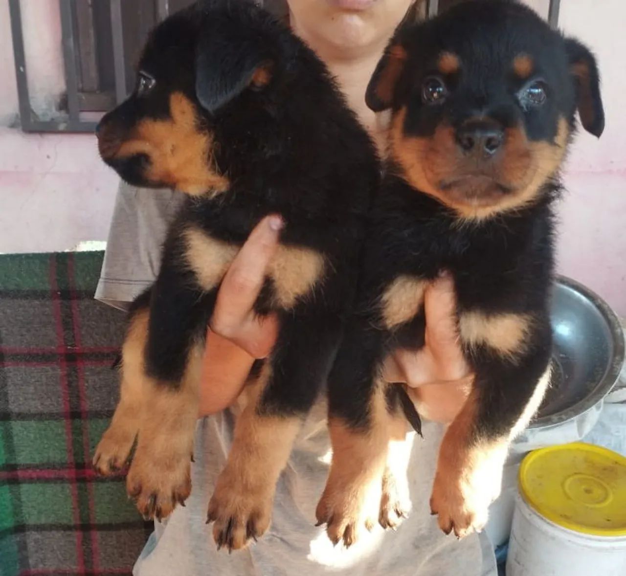 Cachorro contato. Zap * passo no cartão em até 2 vezes - Foto 2