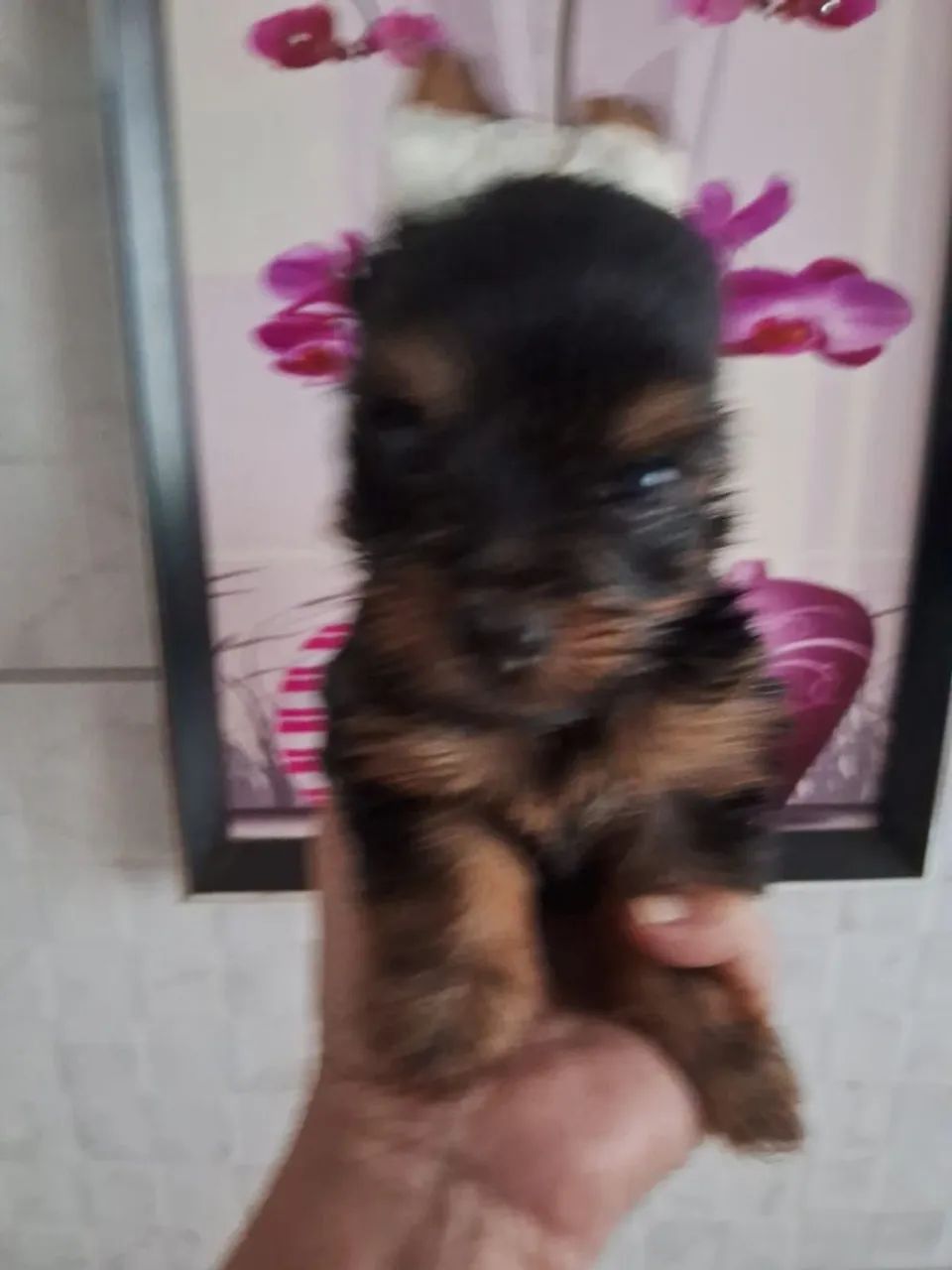 Belos filhotes de Yorkshire Micros  com procedência 