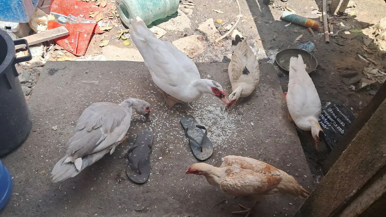 Patos e galinha $50 cada - Foto 3