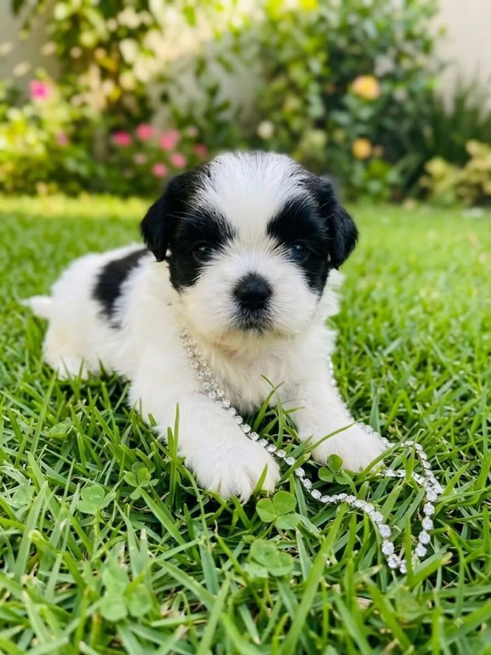 Lindos machos shih tzu  - Foto 2