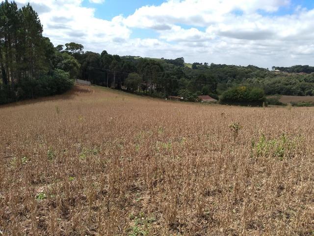REF 2407 - Chácara com 3.000m² - Excelente formar chácara Serrinha - Contenda/PR - Foto 3