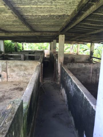 Granja, sítio, fazenda em Igarassu, 4 hectares com bastante benfeitorias! - Foto 15