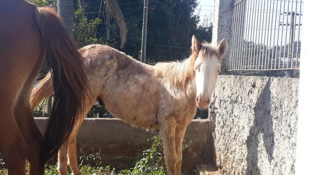 Cavalos crioulos - Foto 4