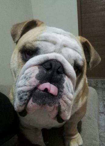 Bulldog inglês procura namorada