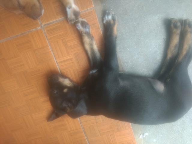 Doa se filhotes de cachorro
