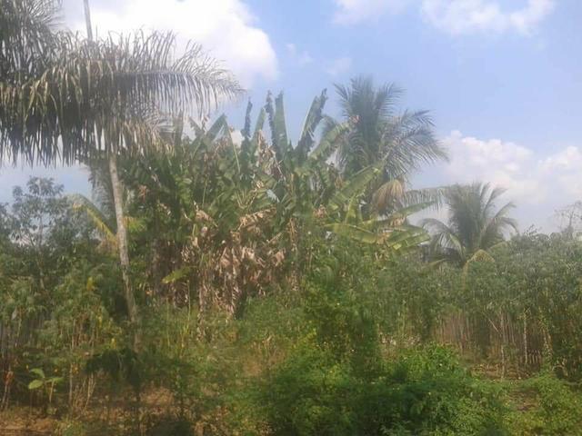 Vendo esse lindo terreno bem localizado na vila Liberdade