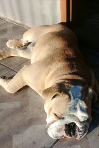 Bulldog inglês procura namorada - Foto 3