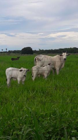 Fazenda - Barra do Garça MT - Foto 4