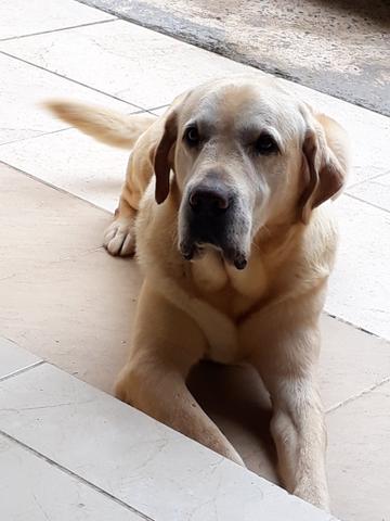 Labrador macho 250 último - Foto 4