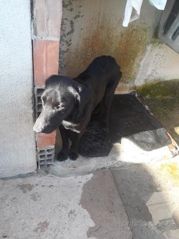 Procuro uma Namorada pra o Chop(Labrador) - Foto 3