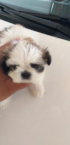 Filhote de Shih Tzu - Foto 4