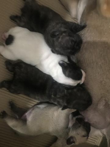 Bulldog francês - Foto 2