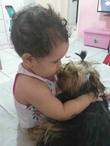Cachorra york shire