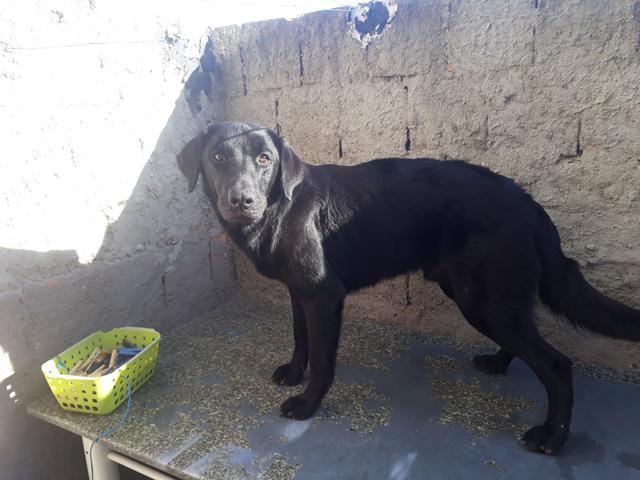 Procuro uma Namorada pra o Chop(Labrador) - Foto 2