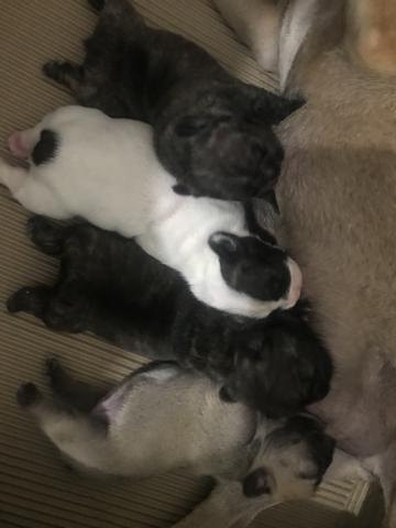 Bulldog francês - Foto 6