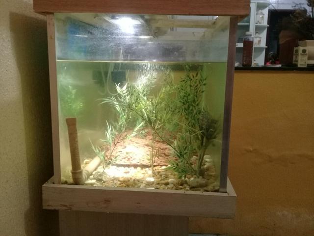 Aquário - Foto 4