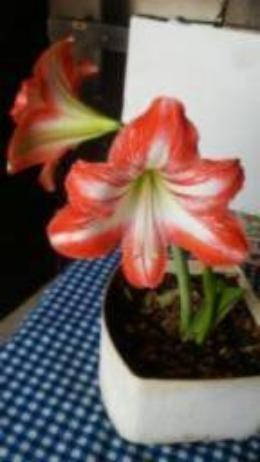 Mudas de Orquidéa