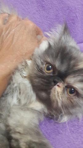 Gato Persa - Foto 4
