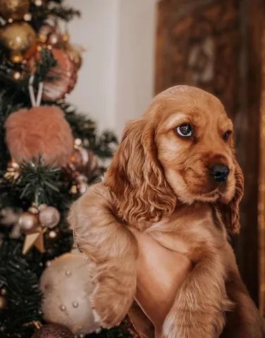 Filhote de Cocker Spaniel Inglês Melhor Preço Espírito Santo - Filhote de  Cocker Spaniel Inglês Dourado - Encrenquinhas