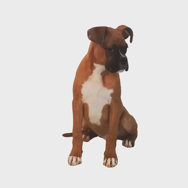 Corça 3D model - Baixar Animais no