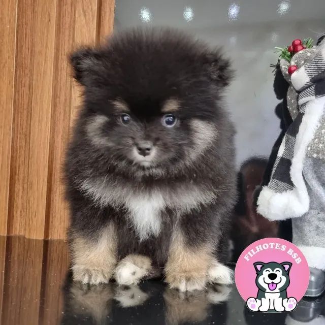 Sptiz Alemão Pedigree cbkc 10x sem juros