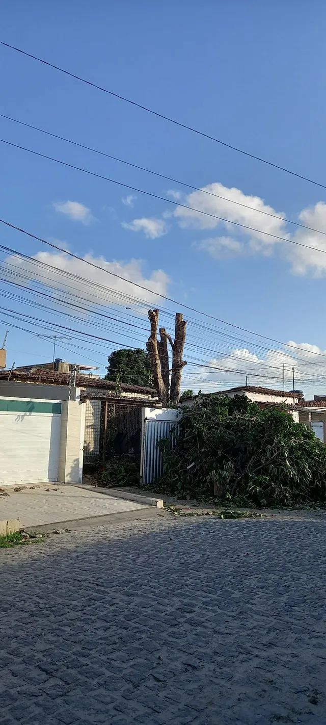 Poda de árvores ? limpeza de coqueiros e remoção do material  *  - Foto 3