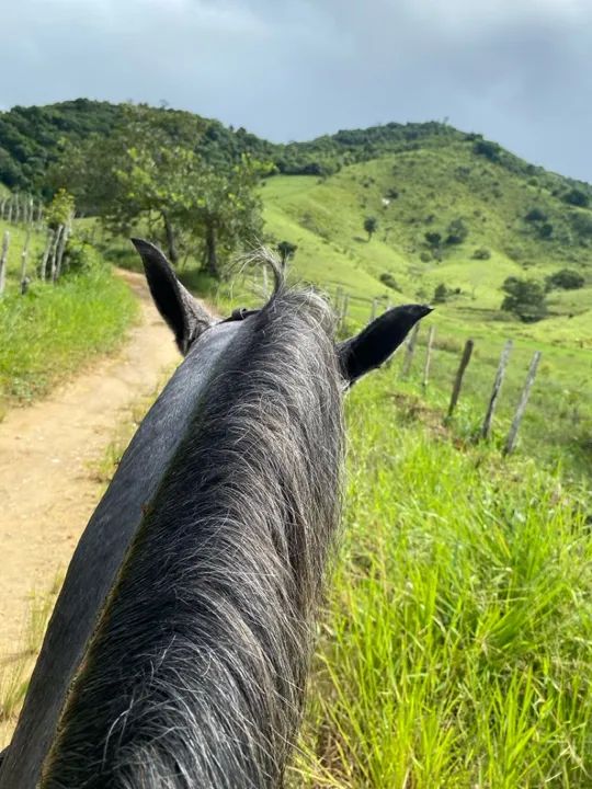 Cavalo mangalarga  - Foto 4