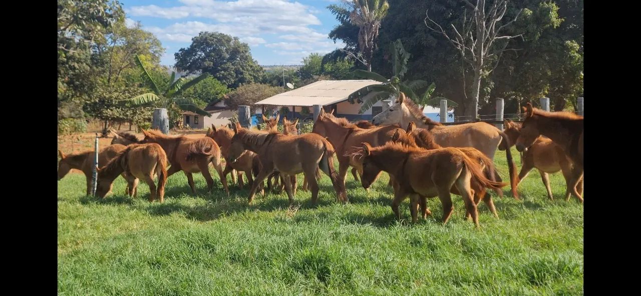 BURROS DE JUMENTO PEGA MARCHADOR COM ÉGUAS PURO SANGUE ÁRABE COM CERCA DE 24 MESES - Foto 2