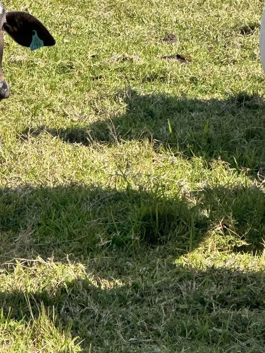 Fazenda de pecuária  - Foto 2
