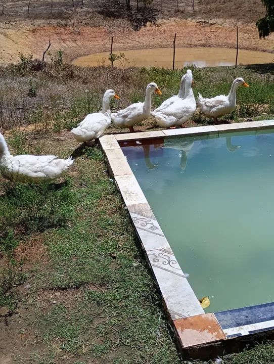 Casais de marrecos Pequim disponíveis a venda. - Foto 2