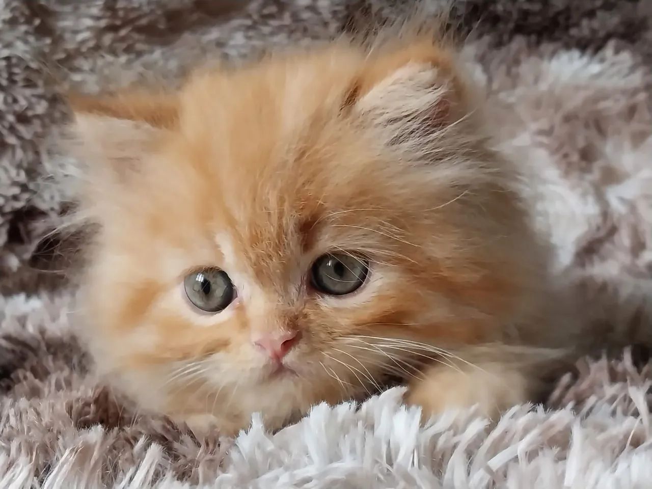 Persa Red macho - Foto 4