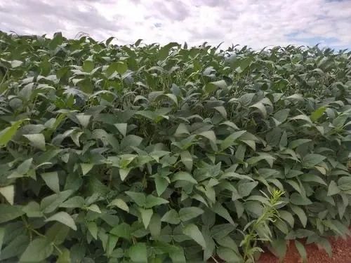 Fazenda de 405 alqueires em Caiapônia-Go - Foto 4